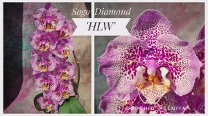 Phal. Sogo Diamond ‘HLW’ 💍 Второе цветение красивейшей азиатской орхидеи бабочки Сого Даймонд 🤩Обз