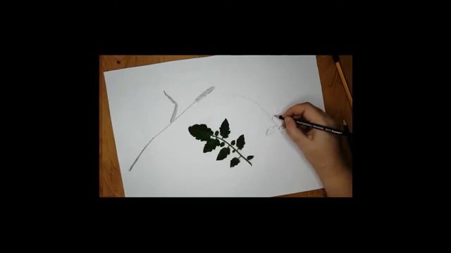 Рисунок Основы изобразительного искусства