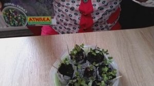 Капуста листовая Рубин