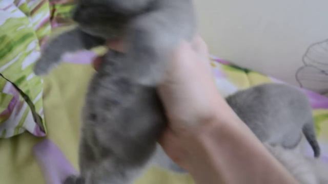 Дневник котят #2 | День 16 - Котята никому не нужны? смотреть онлайн