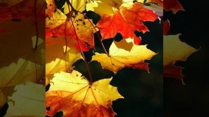 Валентин Берестов "Урок листопада".