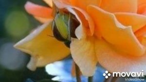 (4)... О нежных розах...