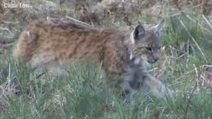 РЫСЬ В ДЕЛЕ... Рысь против волка, койота, змеи, оленя!