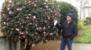 Sasanqua camellia (Camellia sasanqua) - Plant Identification