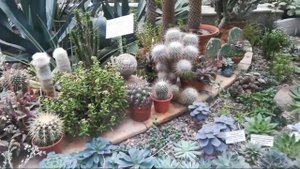 Ботанический сад Томск. Бегония, Суккулент, орхидея и ручная белка