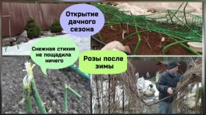 Открытие дачного сезона. Розы после зимы ( 3 мая 2022 г.) Ленинградская область.