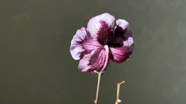 Phalaenopsis Ever Spring King x OX Black смотреть онлайн