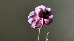 Phalaenopsis Ever Spring King x OX Black