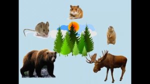 Растительный и животный мир Кузбасса