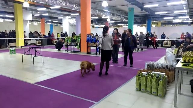 Выставка собак МКОО "МИРД" порода кадебо 28.10.17 смотреть онлайн