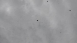 Голубятники с Москвы в гостях!