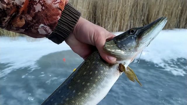 ЩУЧИЙ РАЙ! НАШËЛ ГДЕ ЩУКА ЗИМУЕТ! РЫБАЛКА НА ЖЕРЛИЦЫ смотреть онлайн