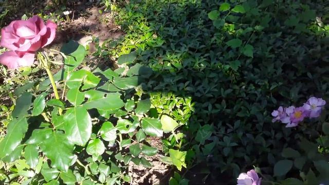 Блю бой, рапсодия ин блю,гейша, сэр ланселот, стефани барони 15.06.22 смотреть онлайн