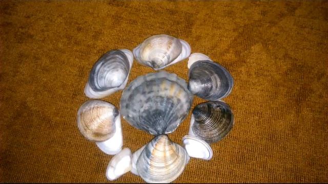 Узоры из ракушек Черного моря смотреть онлайн