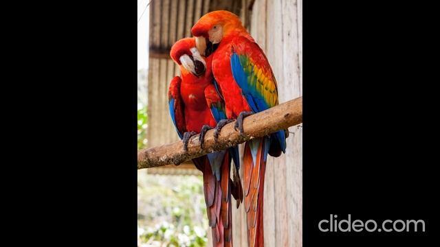 #Relaxation #Music-Расслабляющая Музыка В Стиле Дзен Со Звуками Расслабление, Сон, Спа, Йога смотреть онлайн