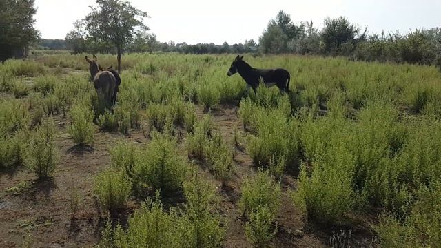 Donkey with cubs in nature. little donkey games ? pure tenderness смотреть онлайн