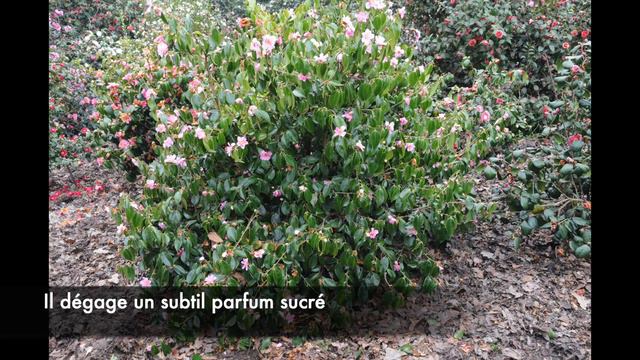 💗Le Camélia 'Yume', comment avoir des feuilles toute l'année et de belles fleurs roses à l'automne смотреть онлайн