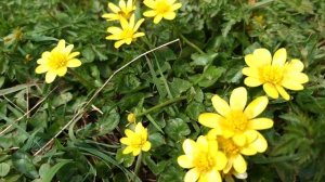 Marsh marigold ( caltha palustris ) | wild flowers | Spring | England