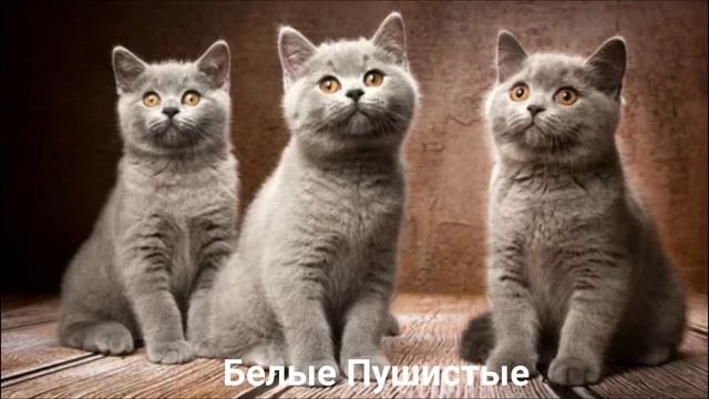 БРИТАНСКАЯ КОШКА?/Кошки/Животные/Интересные факты