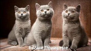 БРИТАНСКАЯ КОШКА?/Кошки/Животные/Интересные факты