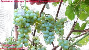 Виноград технический, винный КРИСТАЛЛ, один из самых морозостойких (Пузенко Наталья Лариасовна)