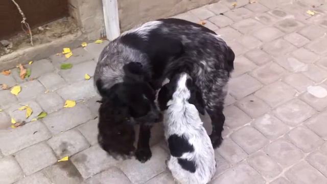 Русский спаниель. смотреть онлайн