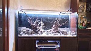 Перезапуск аквариума на 300 литров.