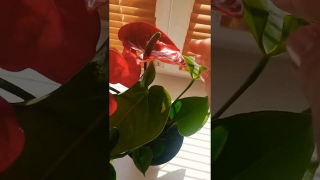 Красный антуриум❤️ смотреть онлайн