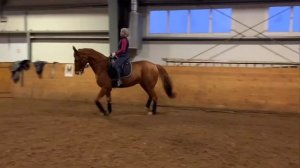 ЛОШАДЬ НЕ СЛУШАЕТСЯ НА РЫСИ (ТАЩИТ)