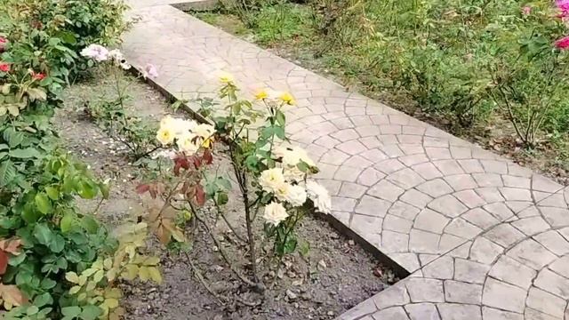 АДЛЕР 22. Морская рыбалка, дельфины. Парк Южные культуры ?#южныекультуры #морскаярыбалка