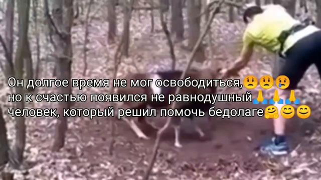 ОТ ЭТОГО ВИДЕО ЗАМИРАЕТ СЕРДЦЕ 💓И ТЕКУТ СЛЁЗЫ😢#СПАСЕНИЕЖИВОТНЫХ