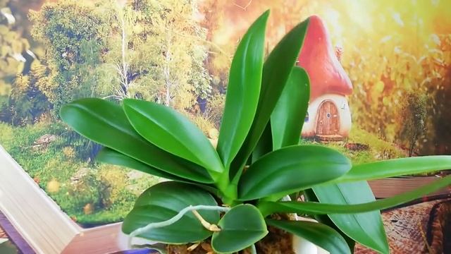 Орхидеи без точки роста.
Чудесные детки. смотреть онлайн