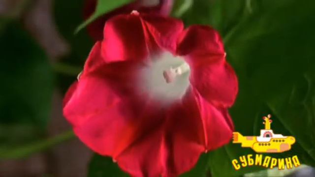 Вадим Брыков 4 смотреть онлайн