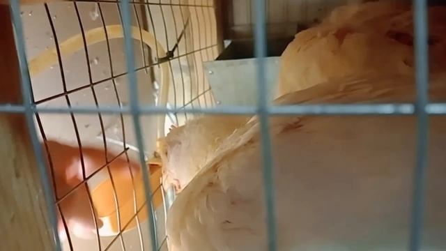 Новые кухонные бройлеры/растём?/котлеты и тушёнка