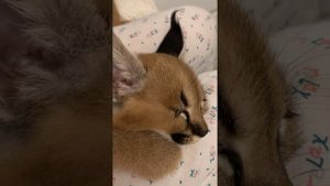 милейшие создания маленькие каракальчики