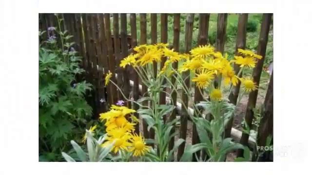 Цветы Глениум (Helenium flower) смотреть онлайн