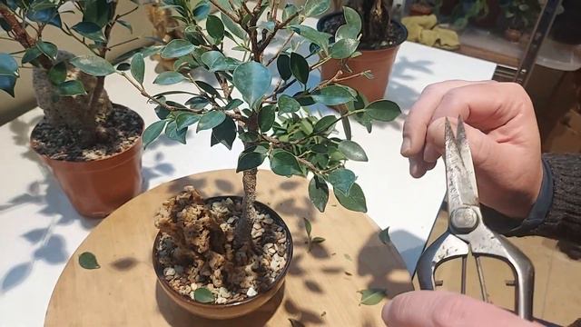 Pruning and shaping Ficus microcarpa tiger bark bonsai tree смотреть онлайн