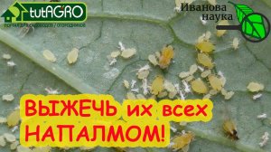 ОН УБИВАЕТ НА РАССТОЯНИИ! Тля ДАЖЕ НЕ ПОЯВИТСЯ на участке, МЕДВЕДКА сдохнет на ходу! Это безопасно!