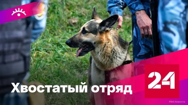 Как воспитывают служебных собак - Россия 24 