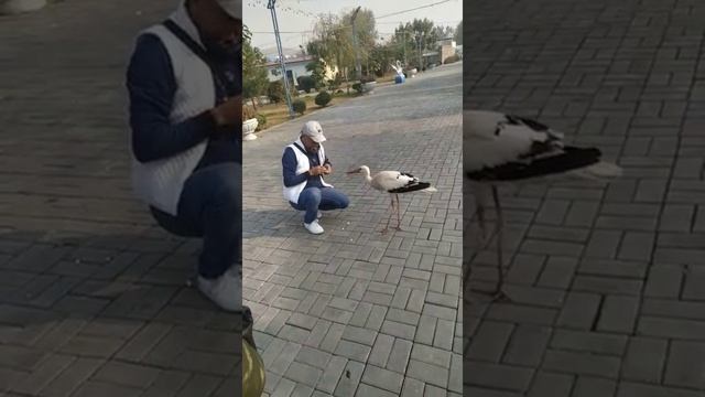 Зоопарк, кормим аиста! смотреть онлайн