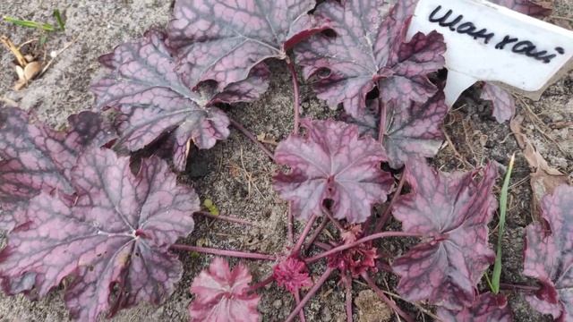 Как выглядит гейхера Shanghai весной смотреть онлайн