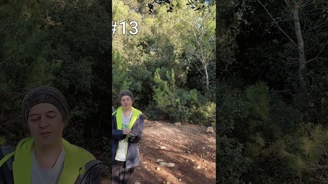 Грибы в Израиле, 'פטריות בר בישראל-מה לקחת לשטח-חלק ב ,Wild Mushrooms Israel смотреть онлайн