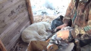 Охота на гуся, Камчатка, весна 2018