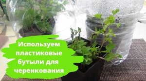 Пластиковые бутылки САМИ ВЫРАСТЯТ ВАМ ЧЕРЕНКИ (простое черенкование в бутылках)