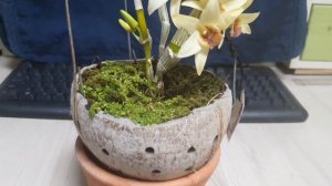 Dendrobium heterocarpum описание и уход.