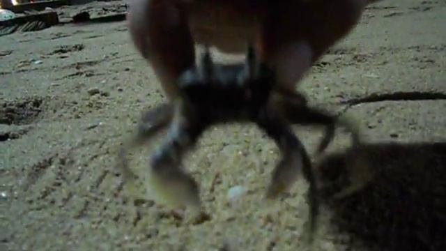 тайланд краб танцует под элвиса.AVI смотреть онлайн