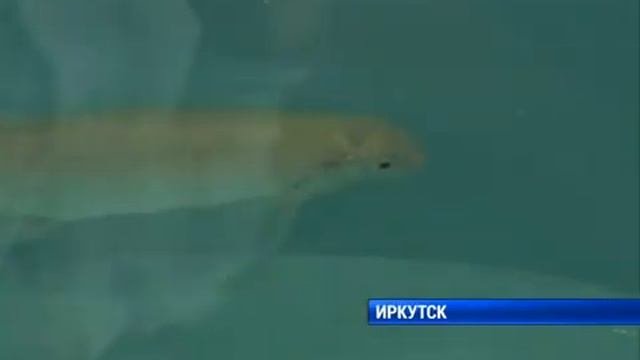 Помесь омуля и пеляди
