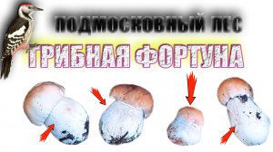 В ЛЕС ЗА БЕЛЫМИ ГРИБАМИ | ЛЕС ОДАРИВАЕТ НАС ГРИБАМИ!