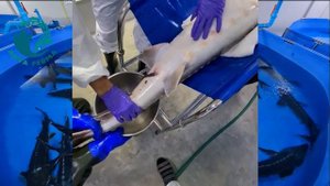 Получение черной осетровой икры в УЗВ Таиланд Ч3 | Akva Ferma