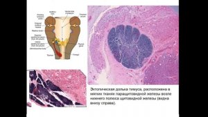 Органы кроветворения и иммунной защиты